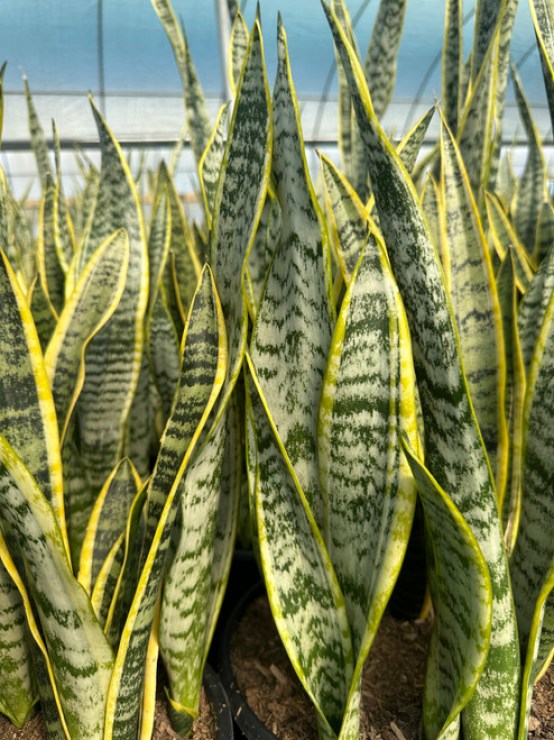 Snake Plant